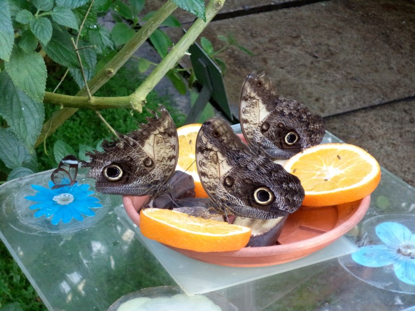 A sinistra la "farfalla di vetro", a destra le "farfalle civetta"